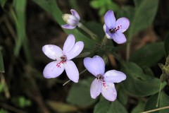 Pseuderanthemum variabile