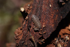 Porcellium collicola