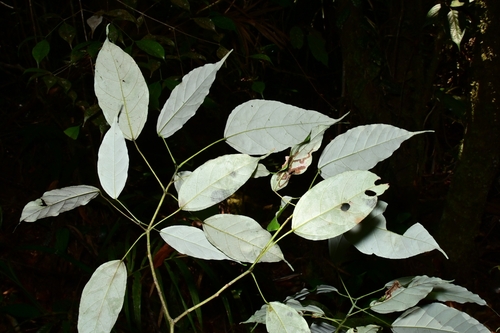 Acer laurinum observed 2026-04-03