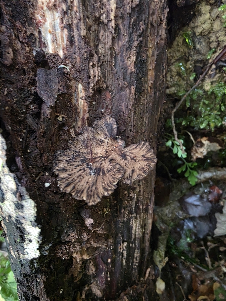 Polyporus nigrocristatus