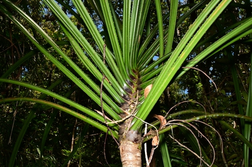 Pandanus esculentus observed 2026-04-03