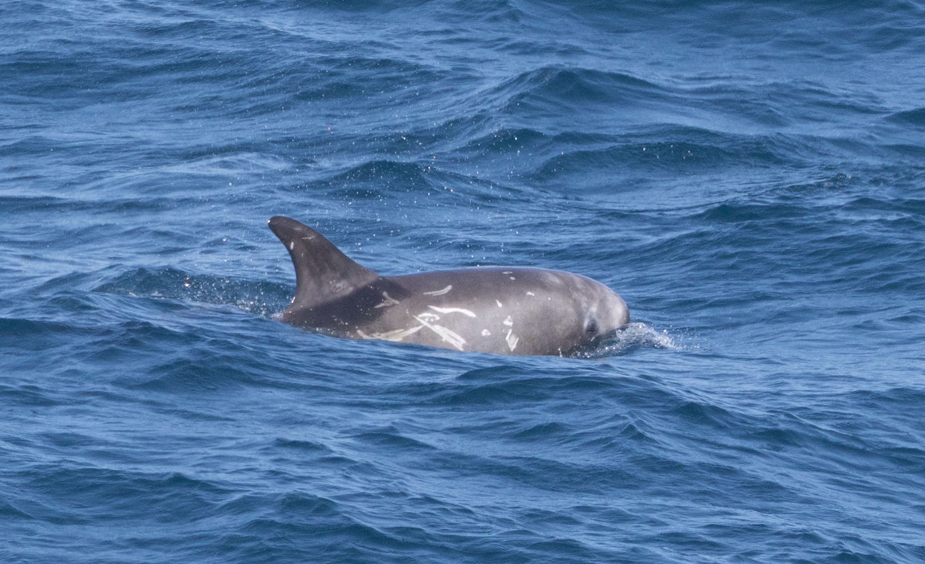Grampus griseus