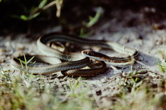 Masticophis schotti ruthveni