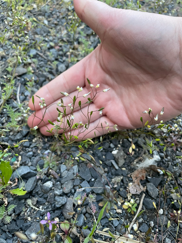 Common Whitlowgrass