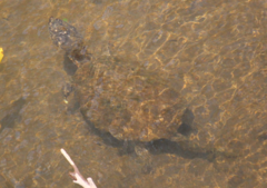 Chelydra acutirostris