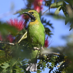 Chloropsis aurifrons