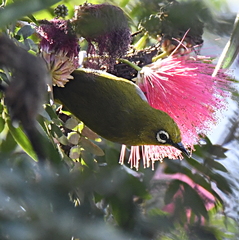 Zosterops palpebrosus