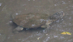 Chelydra acutirostris