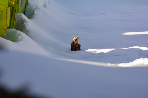 martre d'Amérique observed by estelleestrugo