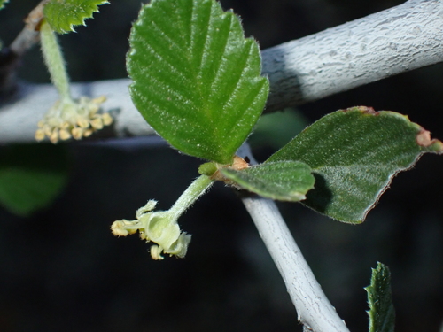 Birchleaf Mountain Mahogany (Cercocarpus betuloides)