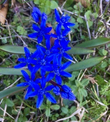 Scilla bifolia
