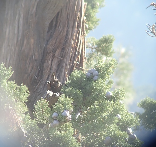 piute cypress (Hesperocyparis nevadensis)