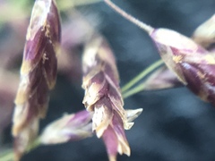 Eragrostis bicolor