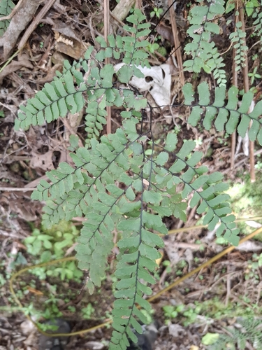 Cunningham's maidenhair (Adiantum cunninghamii)