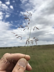 Eragrostis bicolor