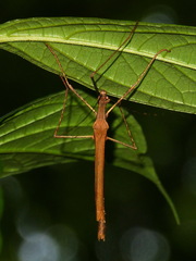 Pseudophasma unicolor
