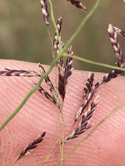Eragrostis bicolor