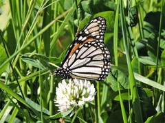 Danaus plexippus
