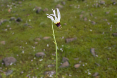 Dodecatheon