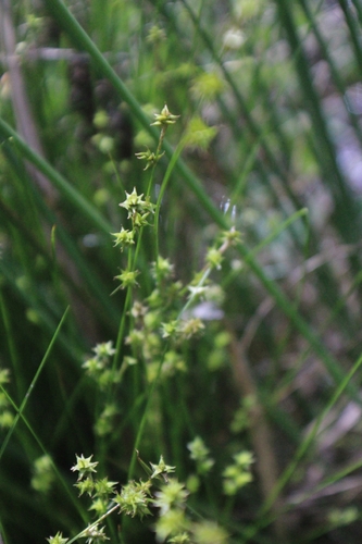 Carex capillacea observed 2026-04-04