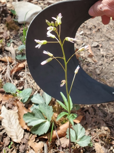 Cardamine angustata, photograph 5
