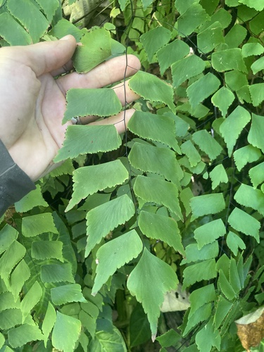 Diamond maidenhair fern (Adiantum trapeziforme)