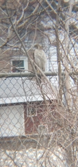 Accipiter cooperii