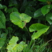Xanthosoma purpureomaculatum - Photo (c) David Torres, algunos derechos reservados (CC BY-NC), subido por David Torres