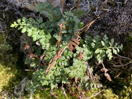 American parsley fern (Cryptogramma acrostichoides)
