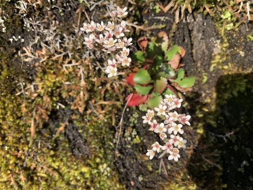 Rustyhair Saxifrage (Micranthes rufidula)