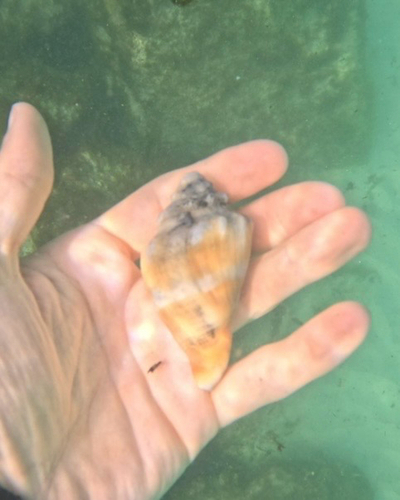 Strombus pugilis