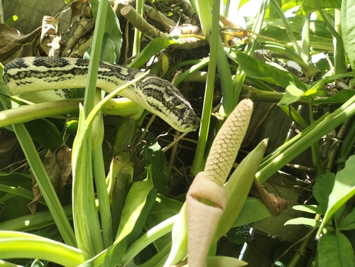 Pythons (Pythonidae) - Snakes and Lizards