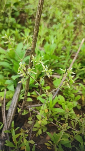 Sticky mouse-ear chickweed