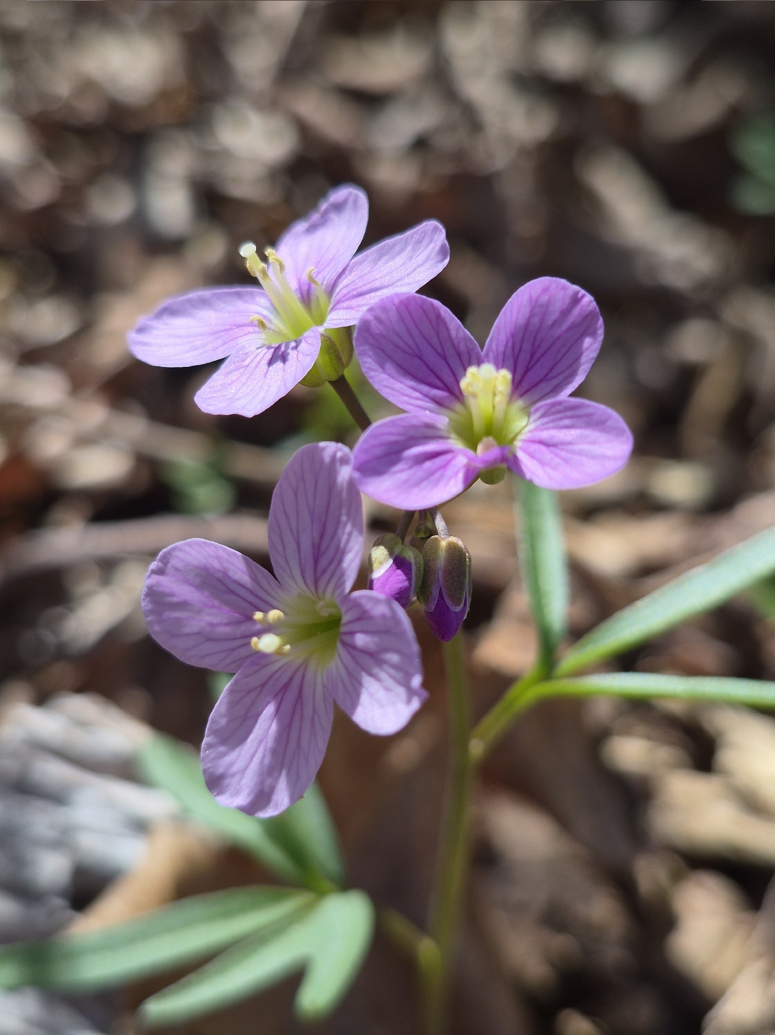 Cardamine nuttallii
