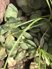 Adromischus trigynus