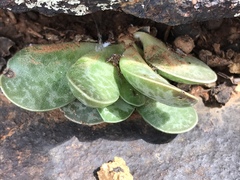Adromischus trigynus