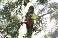 Trogon mexicanus