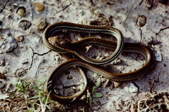 Masticophis schotti ruthveni
