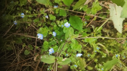bird's-eye speedwell