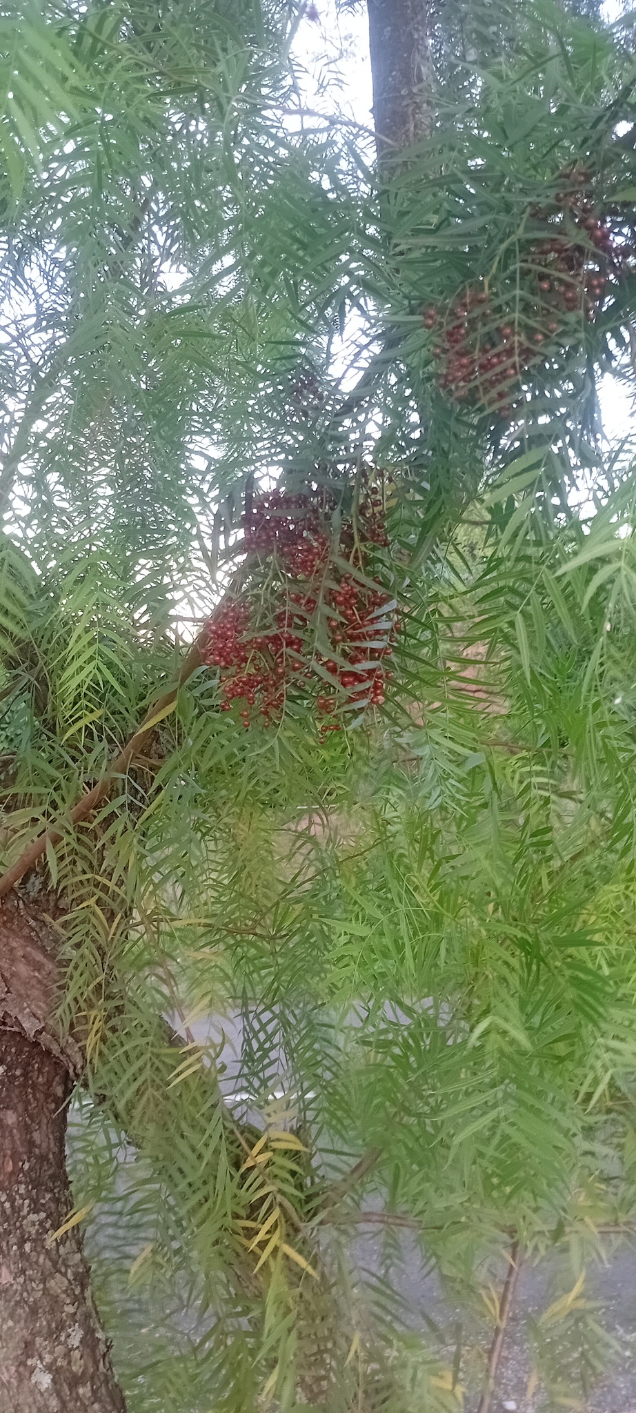 Schinus molle