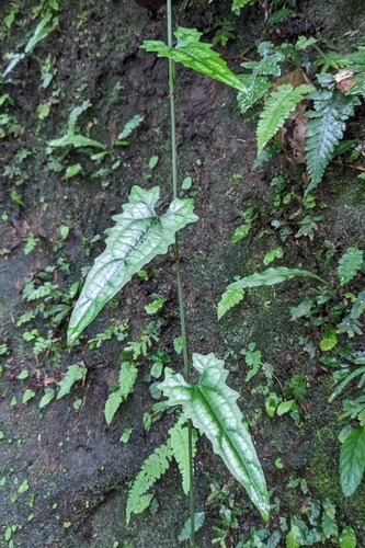 Japanese snake gourd (Trichosanthes cucumeroides)