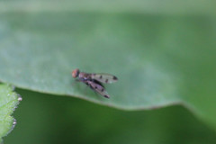 Geomyza tripunctata
