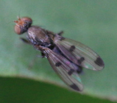 Geomyza tripunctata