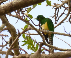 Chrysococcyx cupreus
