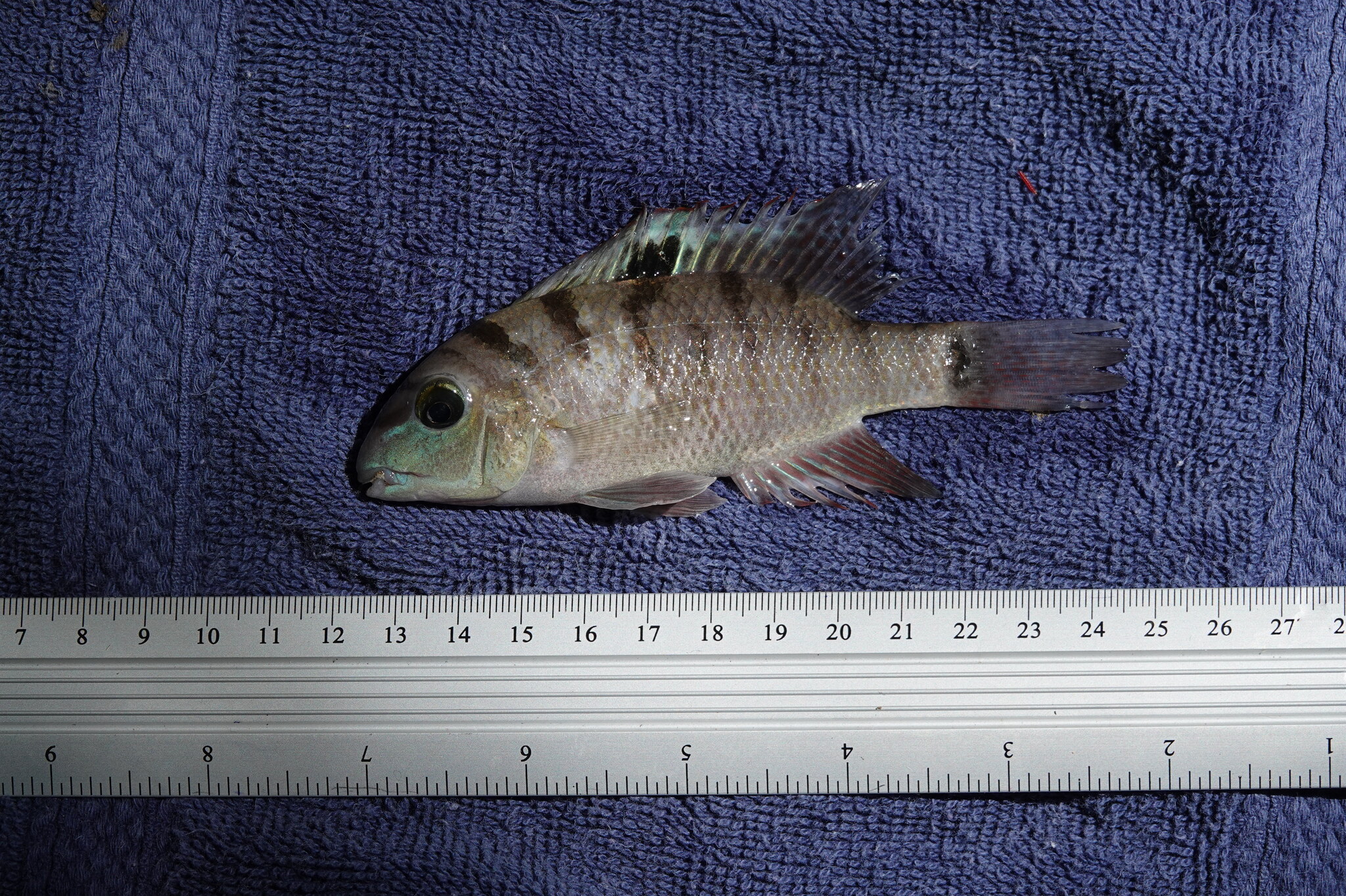 Freckled Cichlid photo 2