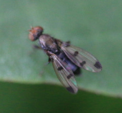 Geomyza tripunctata