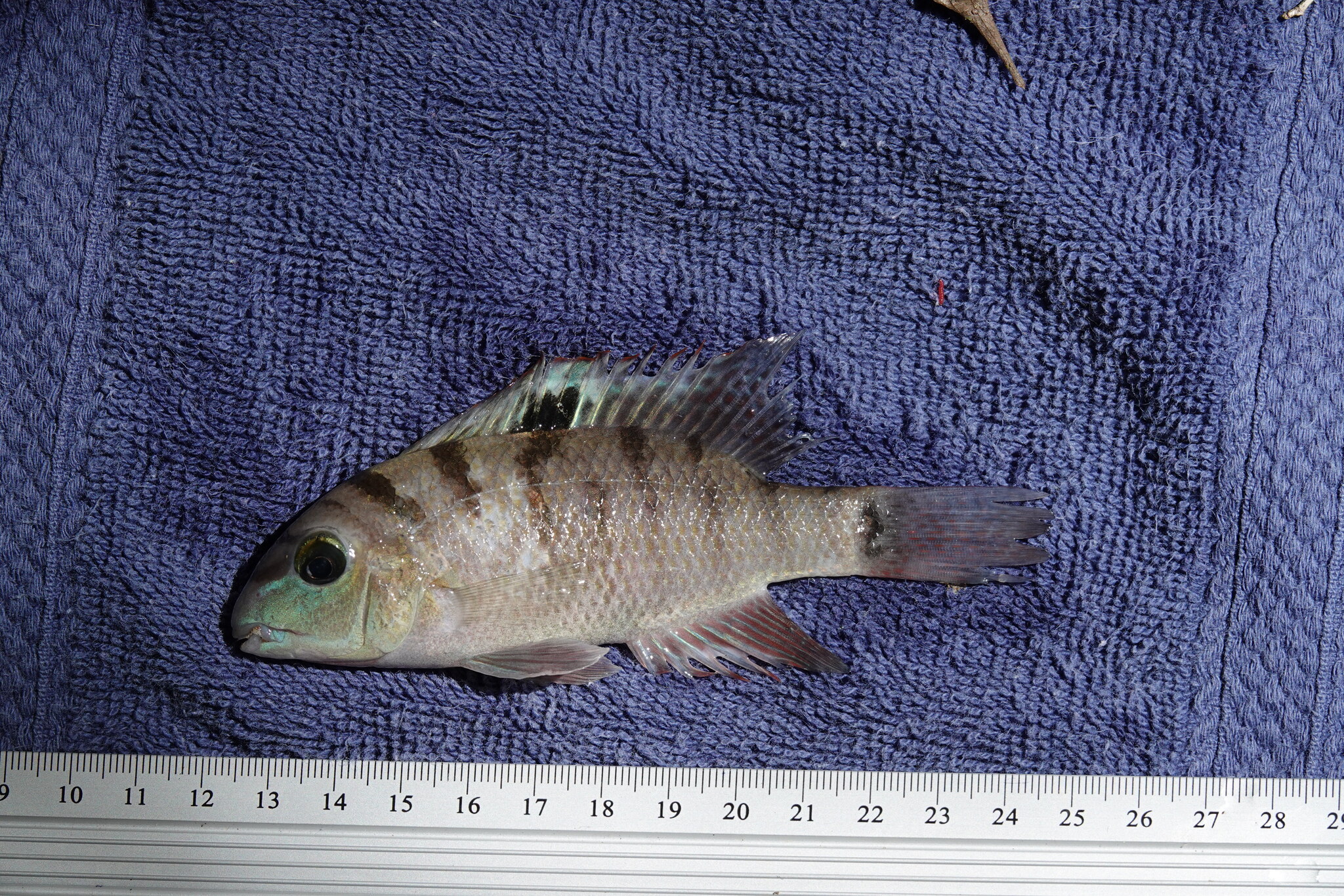 Freckled Cichlid