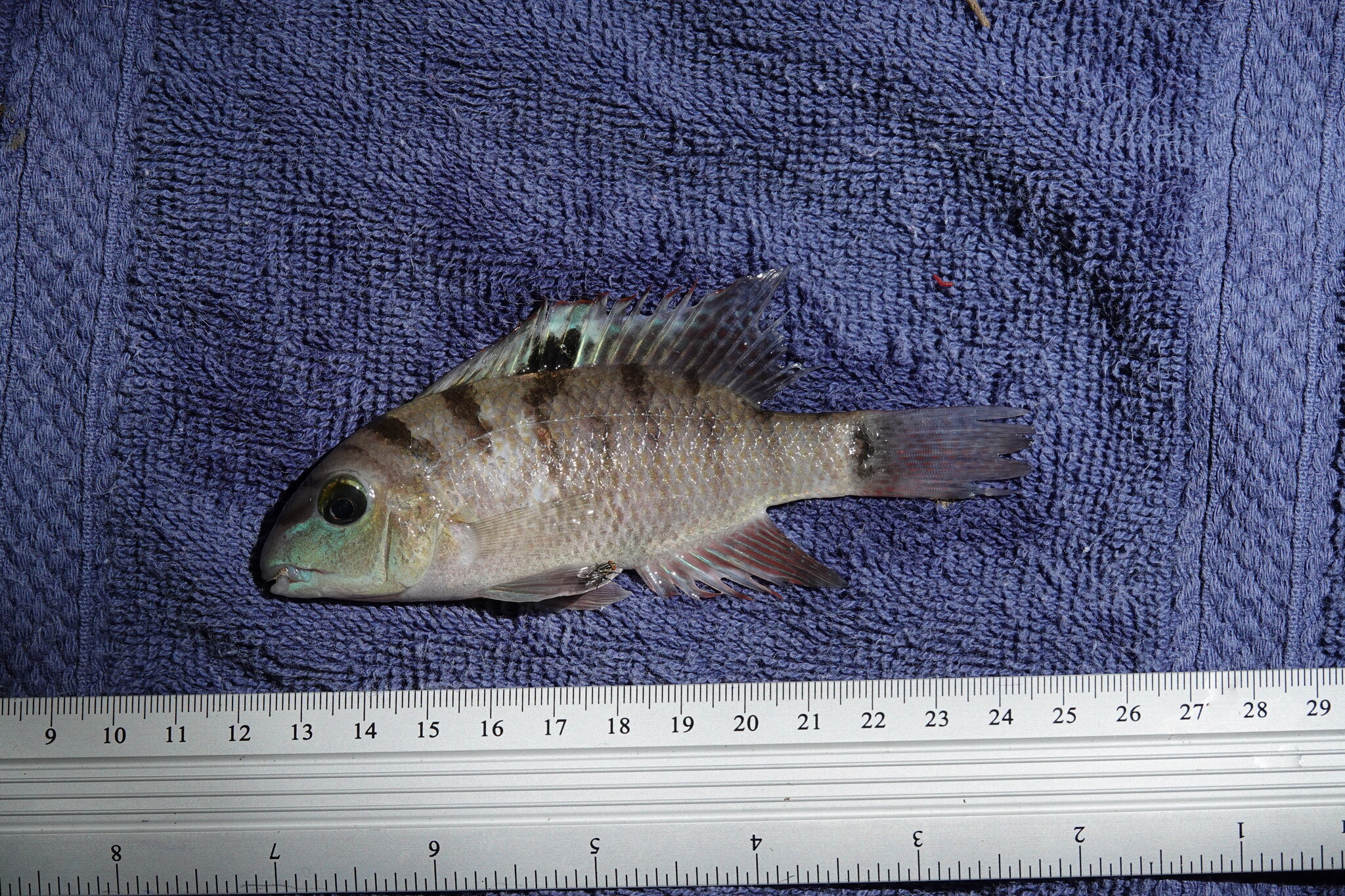Freckled Cichlid photo 3