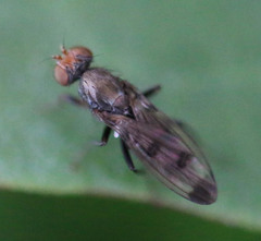 Geomyza tripunctata