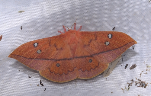 Cricula Silkmoth